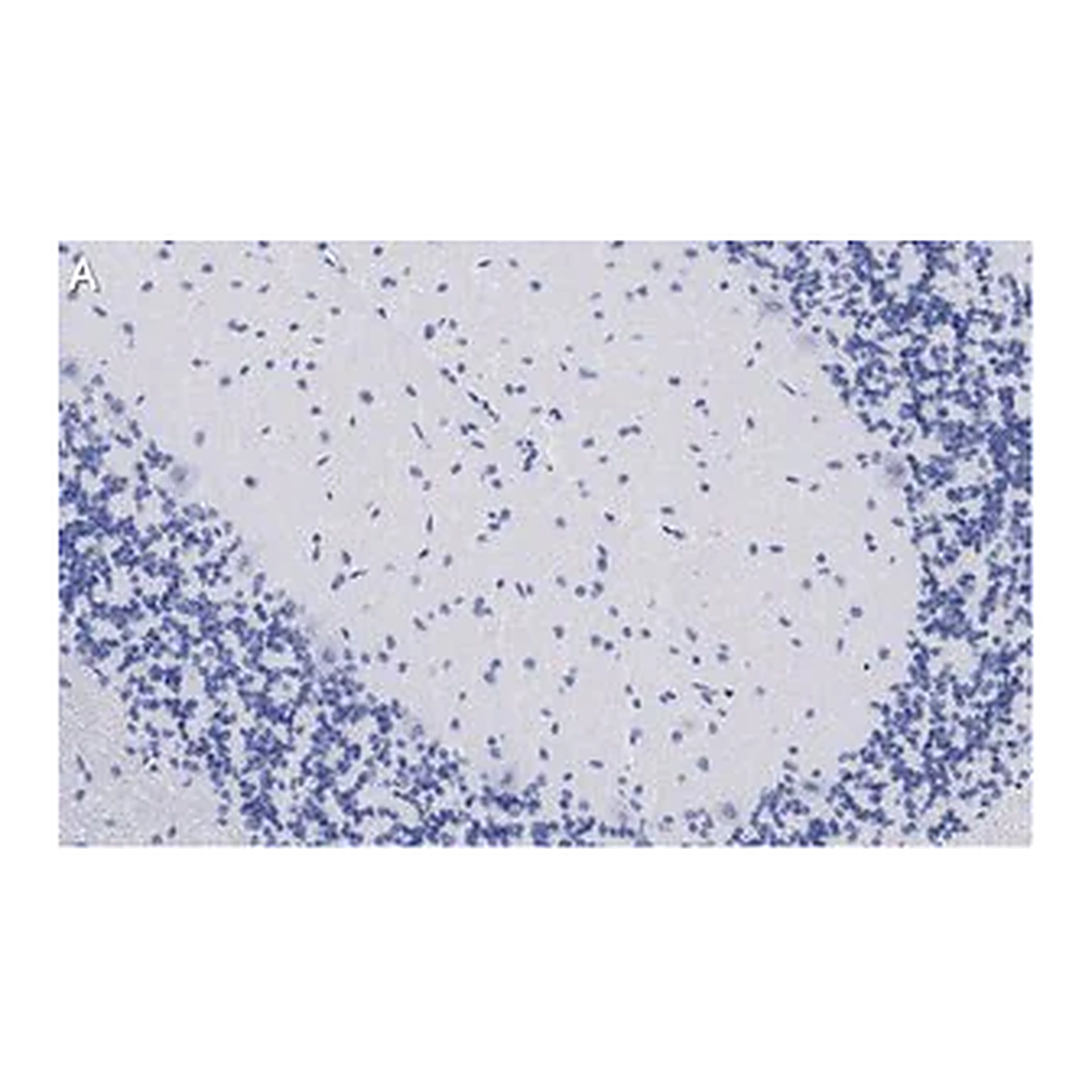 Merck Anti-GluR1 Antibody, clone 1C11, ZooMAb Rabbit Monoclonal