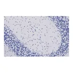 Merck Anti-GluR1 Antibody, clone 1C11, ZooMAb Rabbit Monoclonal