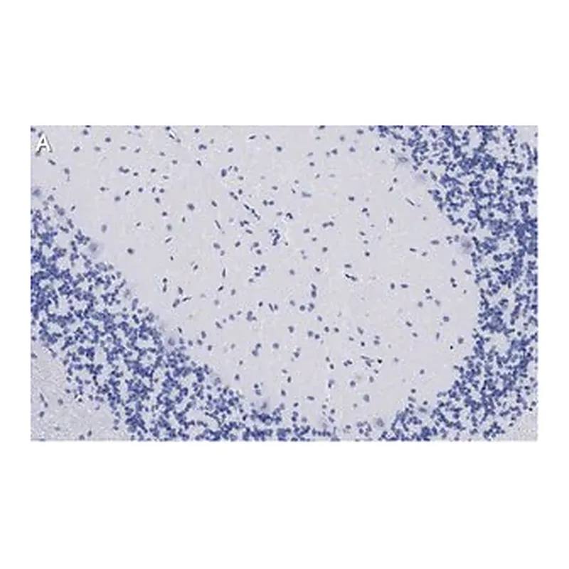 Merck Anti-GluR1 Antibody, clone 1C11, ZooMAb Rabbit Monoclonal