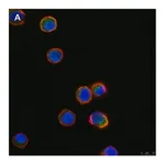 Merck Anti-Tec Antibody, clone 19M23, ZooMAb Rabbit Monoclonal