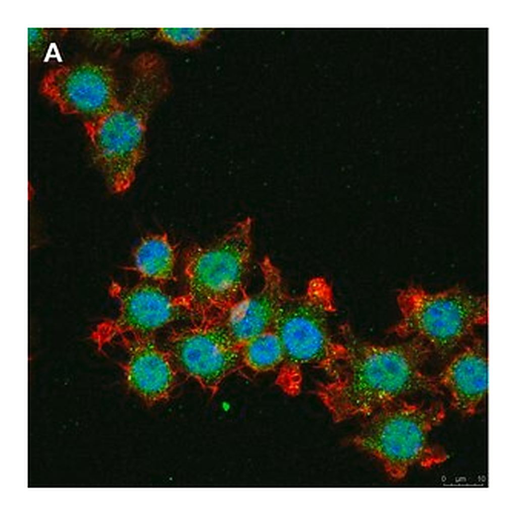Merck Anti-IL-33 Antibody, clone 5K9, ZooMAb Rabbit Monoclonal