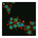 Merck Anti-IL-33 Antibody, clone 5K9, ZooMAb Rabbit Monoclonal