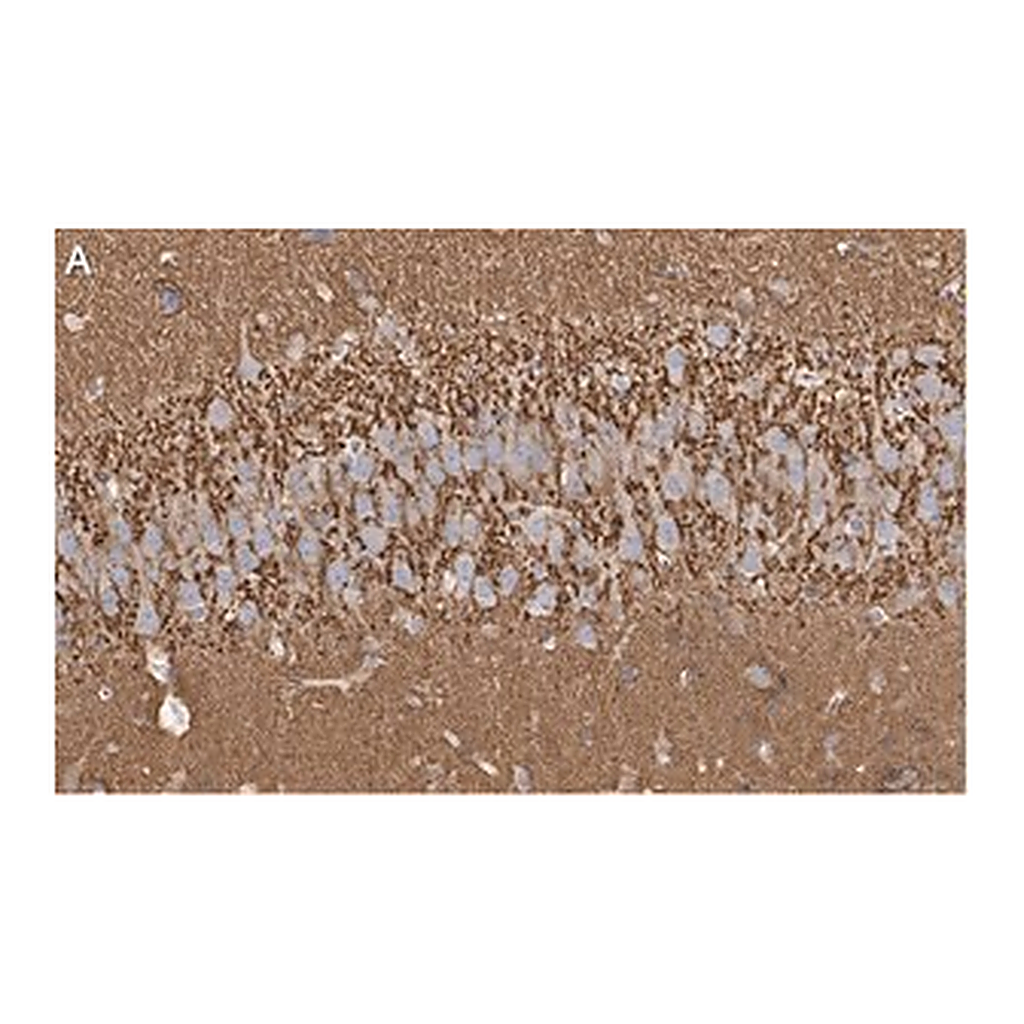 Merck Anti-Synaptophysin Antibody, clone 2B21, ZooMAb Rabbit Monoclonal