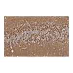 Merck Anti-Synaptophysin Antibody, clone 2B21, ZooMAb Rabbit Monoclonal