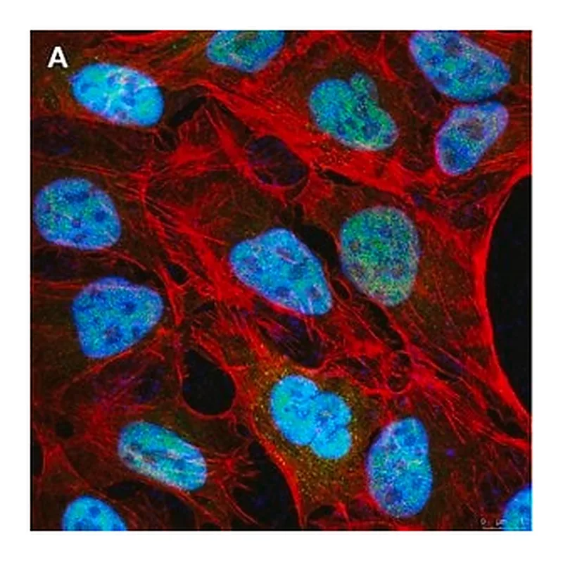 Merck Anti-NCOA1 Antibody, clone 5B9, ZooMAb Rabbit Monoclonal