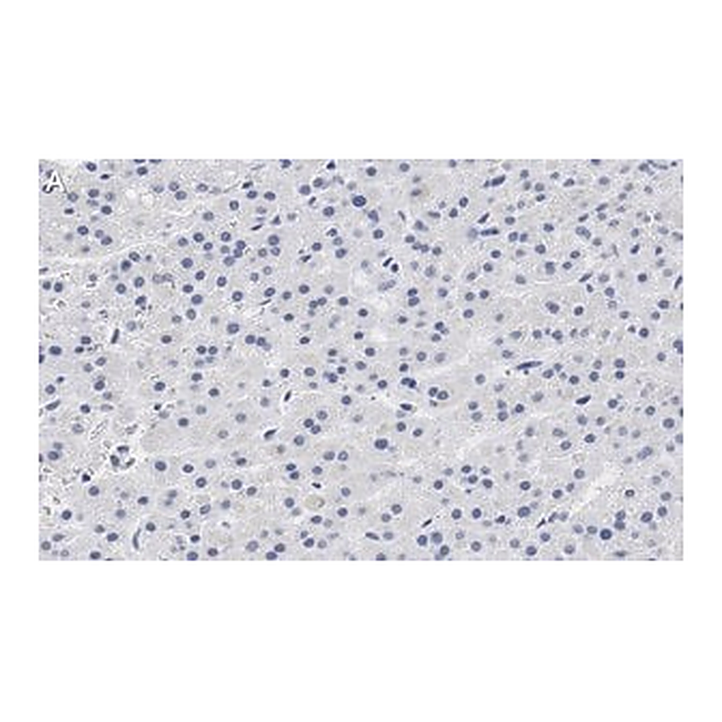 Merck Anti-CXCR4 Antibody, clone 2L2, ZooMAb Rabbit Monoclonal