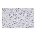 Merck Anti-CXCR4 Antibody, clone 2L2, ZooMAb Rabbit Monoclonal