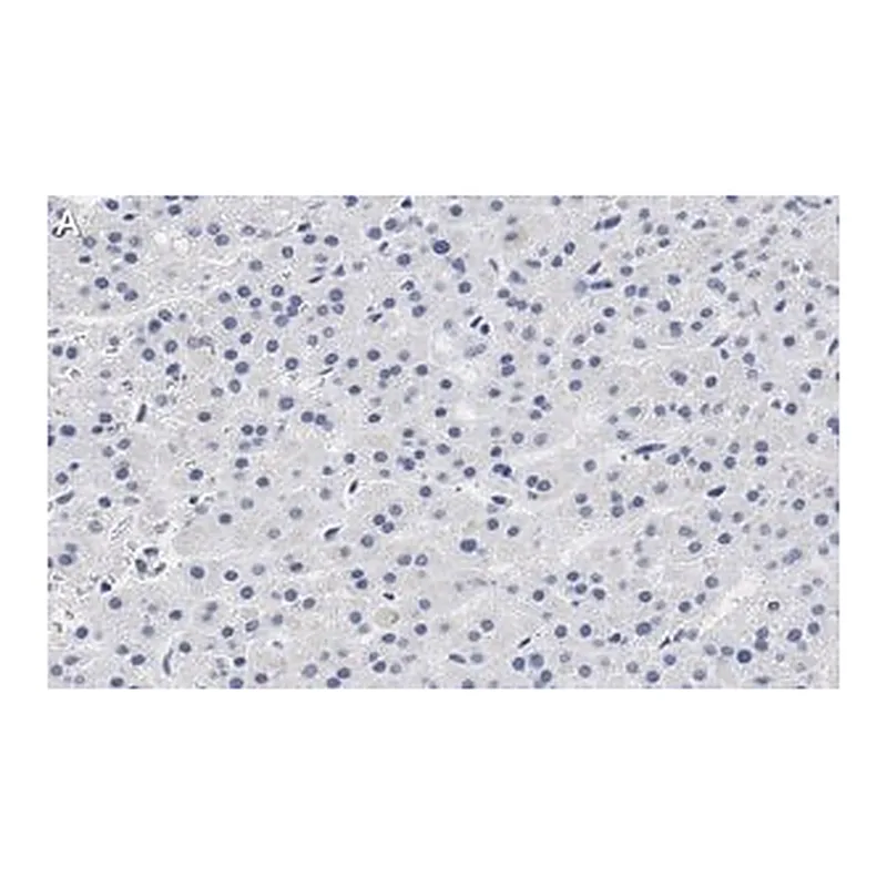 Merck Anti-CXCR4 Antibody, clone 2L2, ZooMAb Rabbit Monoclonal
