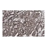 Merck Anti-p-ATM (Ser1981) Antibody, clone 1E19, ZooMAb Rabbit Monoclonal