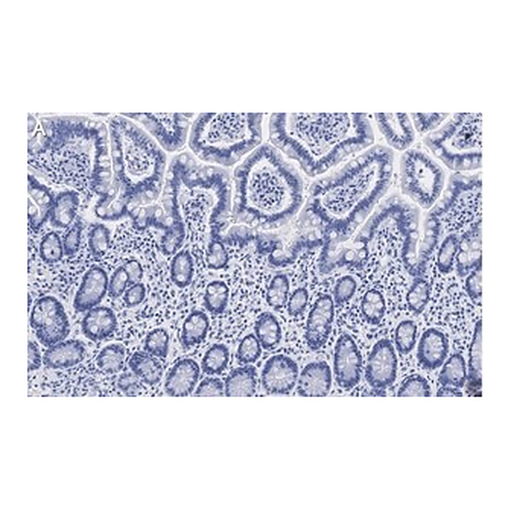 Merck Anti-Gab1 Antibody, clone 4B20, ZooMAb Rabbit Monoclonal