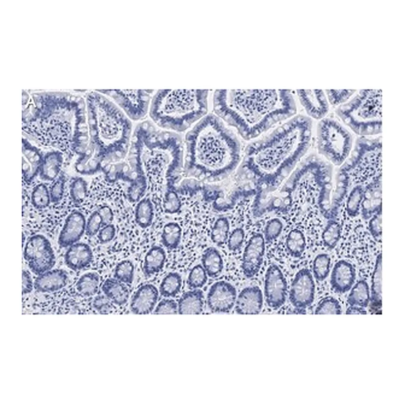Merck Anti-Gab1 Antibody, clone 4B20, ZooMAb Rabbit Monoclonal