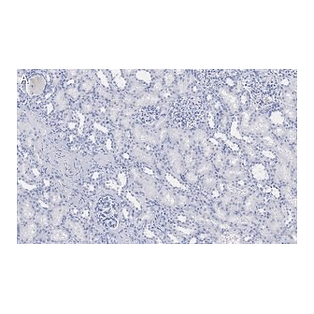 Merck Anti-DIP2B Antibody, clone 2C8, ZooMAb Rabbit Monoclonal