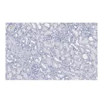 Merck Anti-DIP2B Antibody, clone 2C8, ZooMAb Rabbit Monoclonal