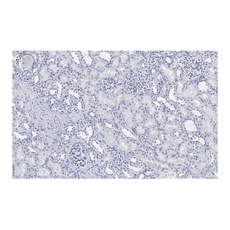 Merck Anti-DIP2B Antibody, clone 2C8, ZooMAb Rabbit Monoclonal