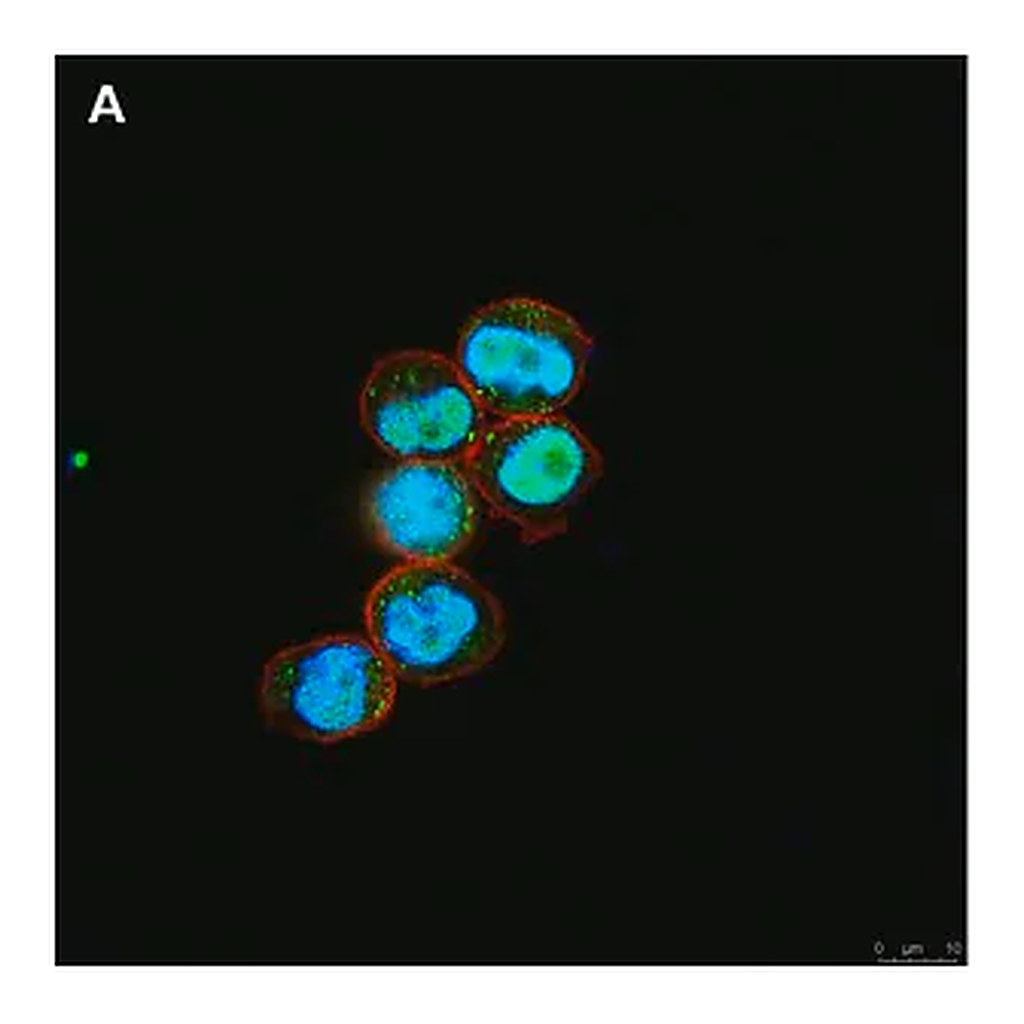 Merck Anti-C-EBP alpha Antibody, clone 2E17, ZooMAb Rabbit Monoclonal