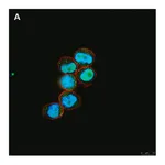 Merck Anti-C-EBP alpha Antibody, clone 2E17, ZooMAb Rabbit Monoclonal