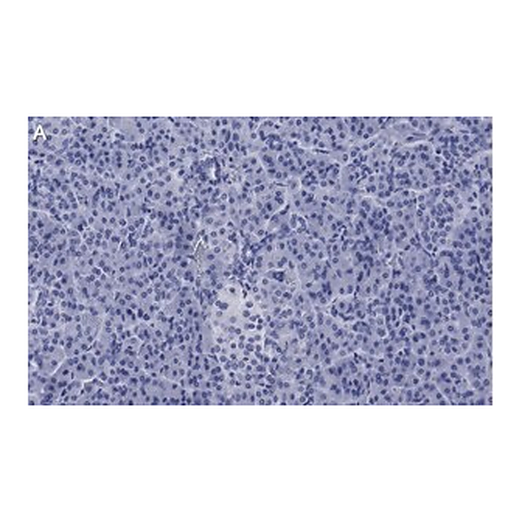Merck Anti-ZNF598 Antibody, clone 3N7, ZooMAb Rabbit Monoclonal