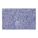 Merck Anti-ZNF598 Antibody, clone 3N7, ZooMAb Rabbit Monoclonal