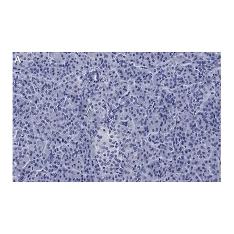 Merck Anti-ZNF598 Antibody, clone 3N7, ZooMAb Rabbit Monoclonal