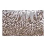 Merck Anti-MYO1C Antibody, clone 4B19, ZooMAb Rabbit Monoclonal