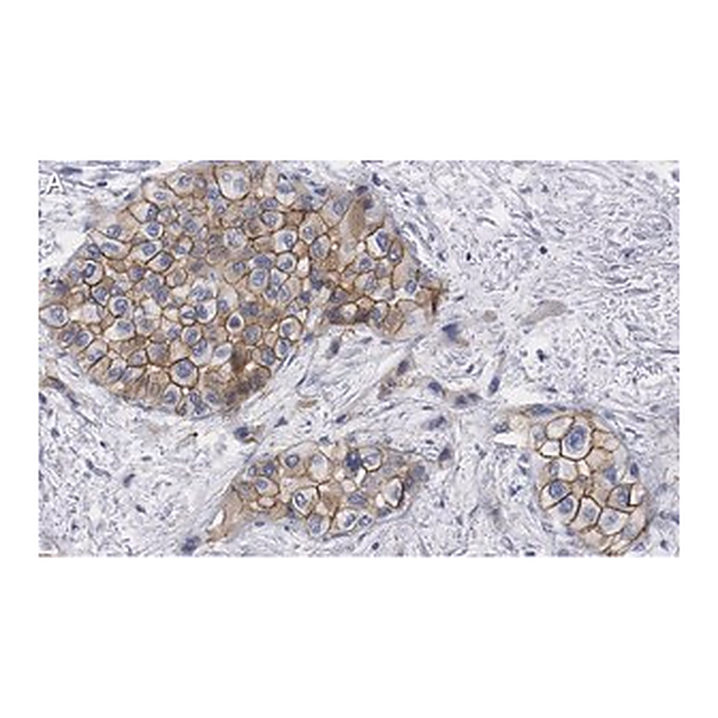 Merck Anti-Glypican-1 Antibody, clone 1J4, ZooMAb Rabbit Monoclonal