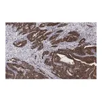 Merck Anti-BIM Antibody, clone 2O18, ZooMAb Rabbit Monoclonal