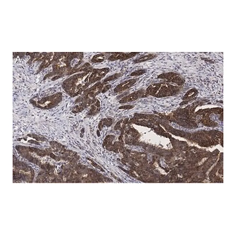 Merck Anti-BIM Antibody, clone 2O18, ZooMAb Rabbit Monoclonal