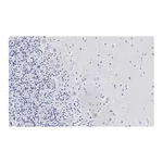 Merck Anti-Aldolase C Antibody, clone 3B18, ZooMAb Rabbit Monoclonal