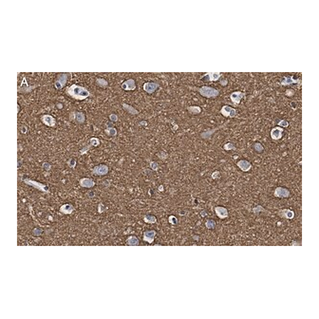 Merck Anti-GAP43 Antibody, clone 1D6 , ZooMAb Rabbit Monoclonal
