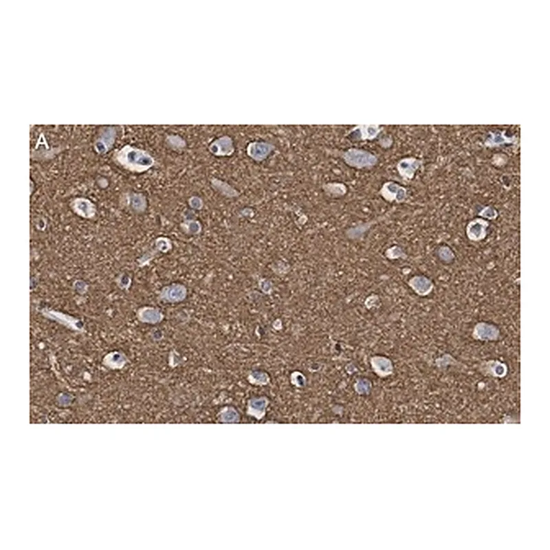 Merck Anti-GAP43 Antibody, clone 1D6 , ZooMAb Rabbit Monoclonal