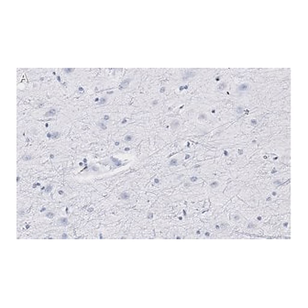 Merck Anti-Neurogranin Antibody, clone 1D4 , ZooMAb Rabbit Monoclonal