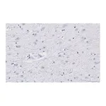 Merck Anti-Neurogranin Antibody, clone 1D4 , ZooMAb Rabbit Monoclonal