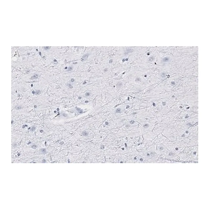 Merck Anti-Neurogranin Antibody, clone 1D4 , ZooMAb Rabbit Monoclonal