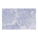 Merck Anti-TAGLN Antibody, clone 1D10 , ZooMAb Rabbit Monoclonal