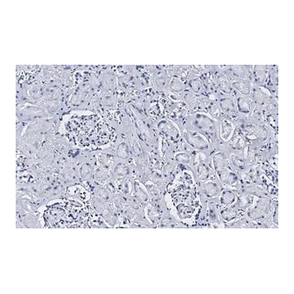 Merck Anti-CD34 Antibody, clone 5C15 , ZooMAb Rabbit Monoclonal