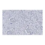 Merck Anti-CD34 Antibody, clone 5C15 , ZooMAb Rabbit Monoclonal