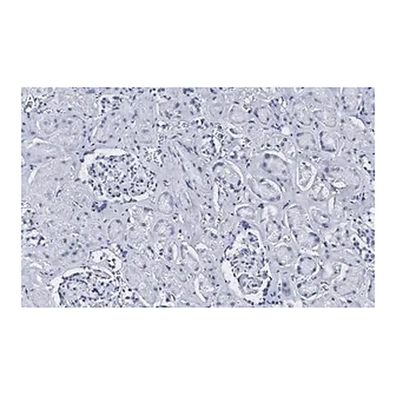 Merck Anti-CD34 Antibody, clone 5C15 , ZooMAb Rabbit Monoclonal