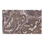 Merck Anti-Beclin 1 Antibody, clone 1E22 , ZooMAb Rabbit Monoclonal