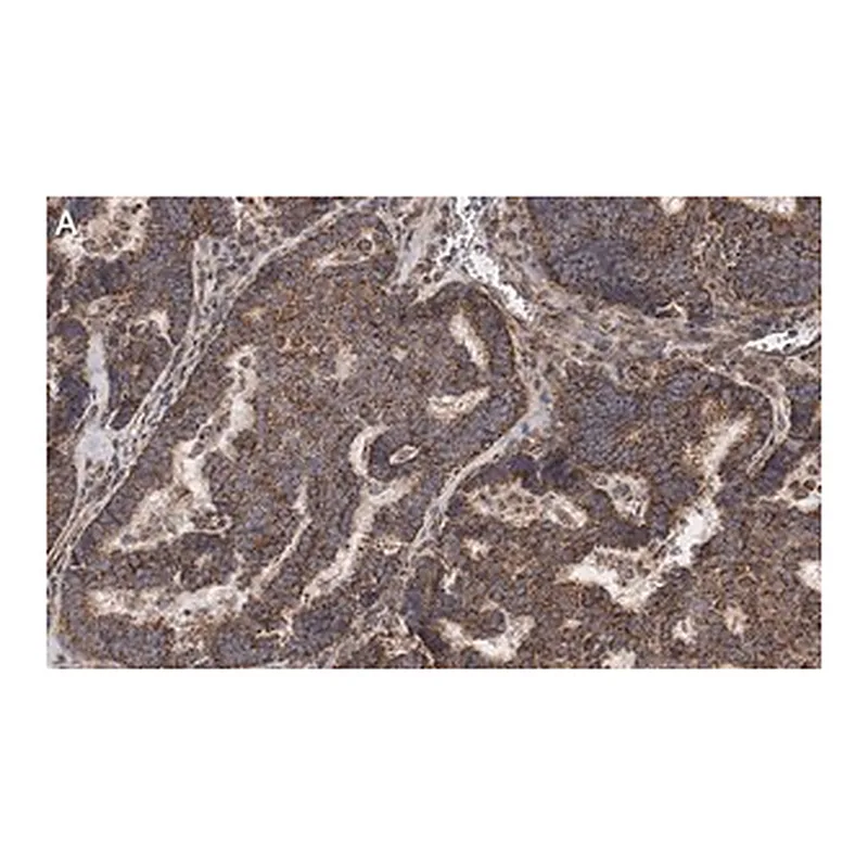 Merck Anti-Beclin 1 Antibody, clone 1E22 , ZooMAb Rabbit Monoclonal