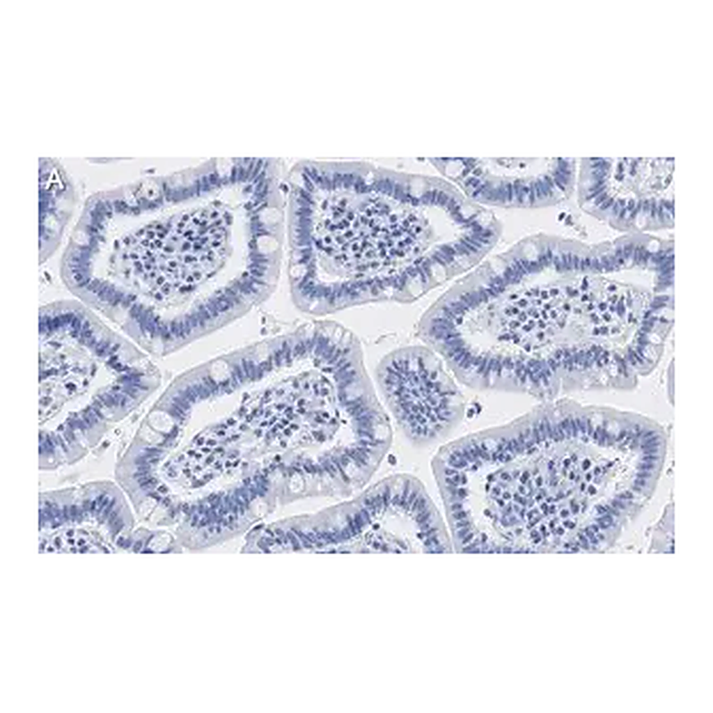 Merck Anti-HDAC1 Antibody, clone 4D21 , ZooMAb Rabbit Monoclonal