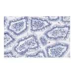 Merck Anti-HDAC1 Antibody, clone 4D21 , ZooMAb Rabbit Monoclonal