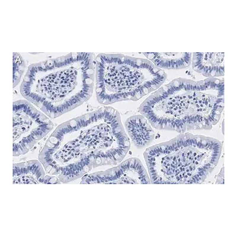 Merck Anti-HDAC1 Antibody, clone 4D21 , ZooMAb Rabbit Monoclonal