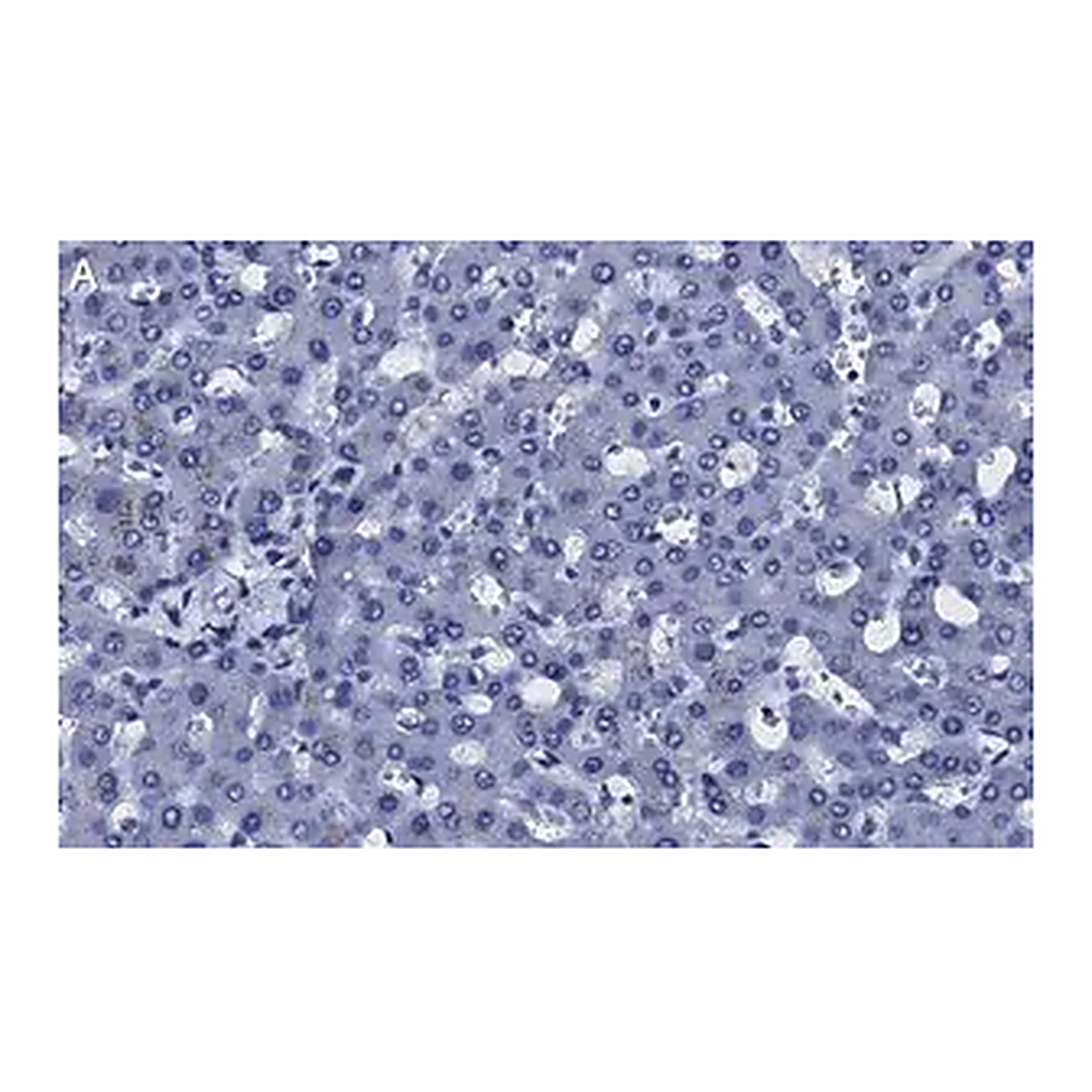 Merck Anti-Transferrin Antibody, clone 2B8 , ZooMAb Rabbit Monoclonal