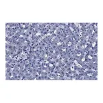 Merck Anti-Transferrin Antibody, clone 2B8 , ZooMAb Rabbit Monoclonal
