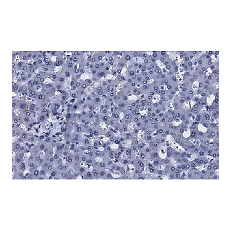 Merck Anti-Transferrin Antibody, clone 2B8 , ZooMAb Rabbit Monoclonal