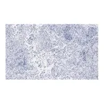 Merck Anti-Integrin αVβ5 Antibody, clone EM09902 , ZooMAb Rabbit Monoclonal