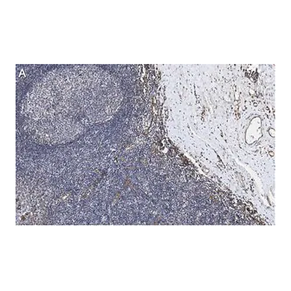 Merck Anti-CD31 Antibody, clone 4E20 , ZooMAb Rabbit Monoclonal