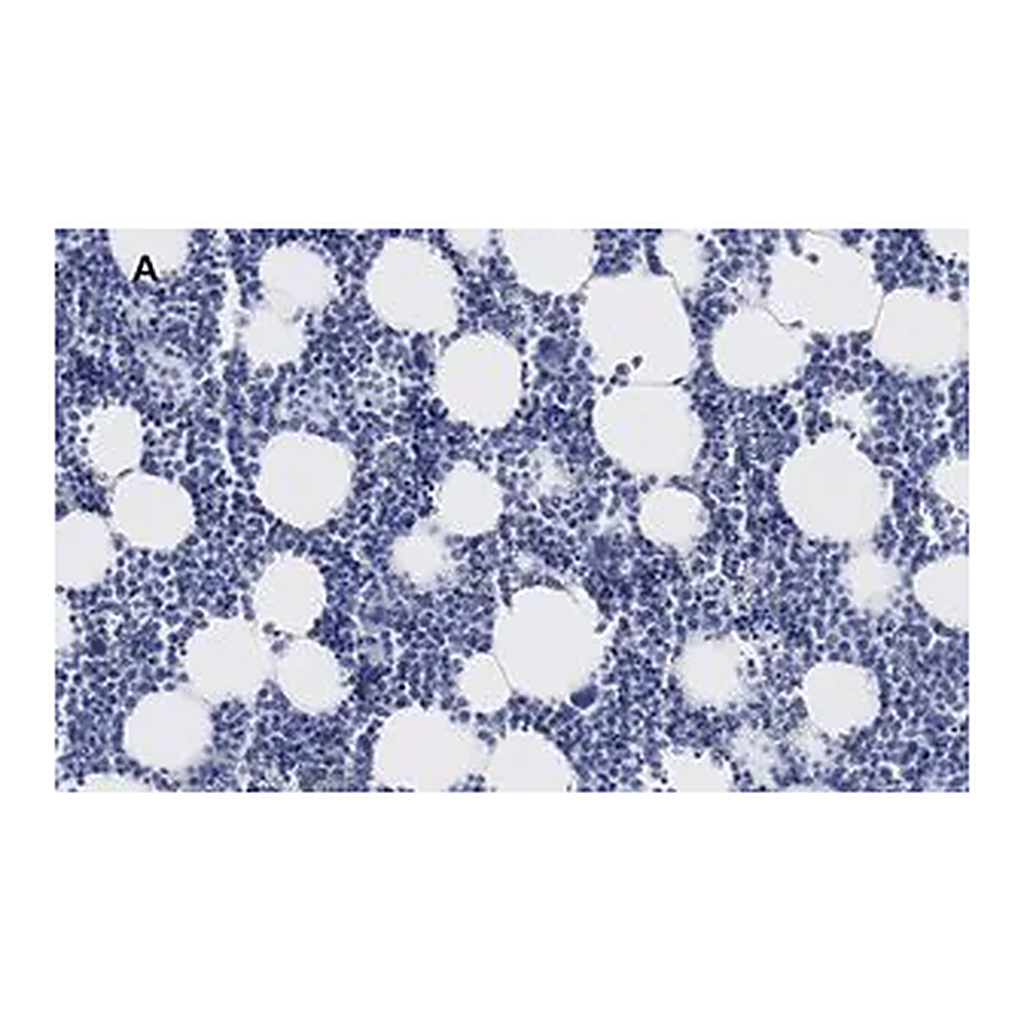 Merck Anti-Iba1/AIF1 Antibody, clone 16B14, ZooMAb Rabbit Monoclonal