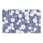 Merck Anti-Iba1/AIF1 Antibody, clone 16B14, ZooMAb Rabbit Monoclonal
