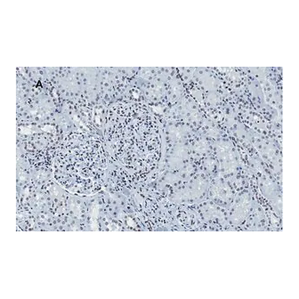 Merck Anti-Histone H4 Antibody, clone 5J18, ZooMAb Rabbit Monoclonal